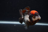 Short Body Thai Oranda  Tricolor 3.5 Inch (ID#0107T14b-106) Free2Day SHIPPING