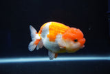 Juvenile Lionchu  Red White 3.5 Inch (ID#1025R11a-27) Free2Day SHIPPING