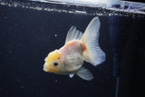 Thai Oranda  White 4.5 Inch (ID#1115To5b-92) Free2Day SHIPPING