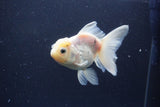 Thai Oranda  White 4.5 Inch (ID#1115To5b-92) Free2Day SHIPPING