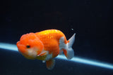 Juvenile Lionchu  Red White 3.5 Inch (ID#1025R11a-27) Free2Day SHIPPING