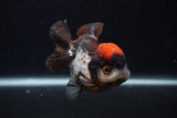 Short Body Thai Oranda  Tricolor 3.5 Inch (ID#0107T14b-106) Free2Day SHIPPING