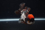 Short Body Thai Oranda  Tricolor 3.5 Inch (ID#0107T14b-106) Free2Day SHIPPING