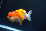 Juvenile Lionchu  Red White 3.5 Inch (ID#1025R11a-27) Free2Day SHIPPING