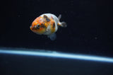 Baby Ranchu  Calico 3 Inch (ID#318R9c-25) Free2Day SHIPPING