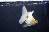 Thai Oranda  White 4.5 Inch (ID#1115To5b-92) Free2Day SHIPPING