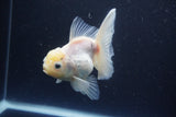 Thai Oranda  White 4.5 Inch (ID#1115To5b-92) Free2Day SHIPPING