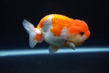 Juvenile Lionchu  Red White 3.5 Inch (ID#1025R11a-27) Free2Day SHIPPING