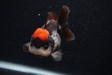 Short Body Thai Oranda  Tricolor 3.5 Inch (ID#0107T14b-106) Free2Day SHIPPING