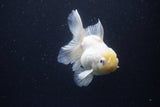 Thai Oranda  White 4.5 Inch (ID#1115To5b-92) Free2Day SHIPPING