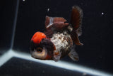 Short Body Thai Oranda  Tricolor 3.5 Inch (ID#0107T14b-106) Free2Day SHIPPING