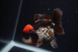 Short Body Thai Oranda  Tricolor 3.5 Inch (ID#0107T14b-106) Free2Day SHIPPING