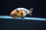 Baby Ranchu  Calico 3 Inch (ID#318R9c-25) Free2Day SHIPPING