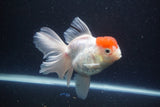 Thai Oranda Red Cap Sakura 4.5 Inch (ID#1115To5b-93) Free2Day SHIPPING