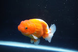 Juvenile Lionchu  Red White 3.5 Inch (ID#1025R11a-28) Free2Day SHIPPING