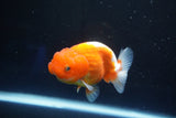 Juvenile Lionchu  Red White 3.5 Inch (ID#1025R11a-28) Free2Day SHIPPING