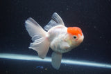 Thai Oranda Red Cap Sakura 4.5 Inch (ID#1115To5b-93) Free2Day SHIPPING