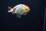 Baby Ranchu  Calico 3 Inch (ID#318R9c-25) Free2Day SHIPPING