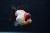 Short Body Thai Oranda  Tricolor 3.5 Inch (ID#0107T14b-107) Free2Day SHIPPING