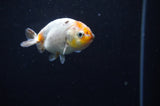 Baby Ranchu  Calico 3 Inch (ID#318R9c-25) Free2Day SHIPPING