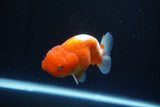 Juvenile Lionchu  Red White 3.5 Inch (ID#1025R11a-28) Free2Day SHIPPING