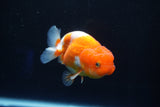 Juvenile Lionchu  Red White 3.5 Inch (ID#1025R11a-28) Free2Day SHIPPING