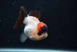 Short Body Thai Oranda  Tricolor 3.5 Inch (ID#0107T14b-107) Free2Day SHIPPING