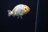 Baby Ranchu  Calico 3 Inch (ID#318R9c-25) Free2Day SHIPPING