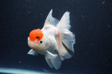 Thai Oranda Red Cap Sakura 4.5 Inch (ID#1115To5b-93) Free2Day SHIPPING