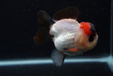 Short Body Thai Oranda  Tricolor 3.5 Inch (ID#0107T14b-107) Free2Day SHIPPING