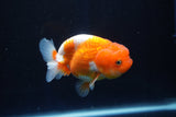 Juvenile Lionchu  Red White 3.5 Inch (ID#1025R11a-28) Free2Day SHIPPING