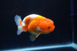 Juvenile Lionchu  Red White 3.5 Inch (ID#1025R11a-28) Free2Day SHIPPING