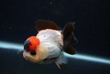 Short Body Thai Oranda  Tricolor 3.5 Inch (ID#0107T14b-107) Free2Day SHIPPING