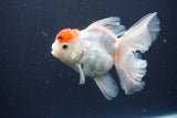 Thai Oranda Red Cap Sakura 4.5 Inch (ID#1115To5b-93) Free2Day SHIPPING