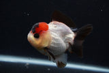 Short Body Thai Oranda  Tricolor 3.5 Inch (ID#0107T14b-107) Free2Day SHIPPING