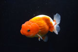 Juvenile Lionchu  Red White 3.5 Inch (ID#1025R11a-28) Free2Day SHIPPING