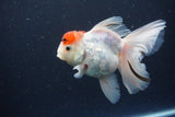 Thai Oranda Red Cap Sakura 4.5 Inch (ID#1115To5b-93) Free2Day SHIPPING