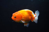 Juvenile Lionchu  Red White 3.5 Inch (ID#1025R11a-28) Free2Day SHIPPING