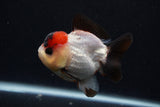 Short Body Thai Oranda  Tricolor 3.5 Inch (ID#0107T14b-107) Free2Day SHIPPING