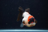 Short Body Thai Oranda  Tricolor 3.5 Inch (ID#0107T14b-107) Free2Day SHIPPING