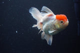 Thai Oranda Red Cap Sakura 4.5 Inch (ID#1115To5b-93) Free2Day SHIPPING