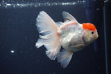 Thai Oranda Red Cap Sakura 4.5 Inch (ID#1115To5b-93) Free2Day SHIPPING