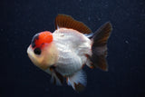 Short Body Thai Oranda  Tricolor 3.5 Inch (ID#0107T14b-107) Free2Day SHIPPING