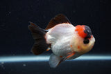 Short Body Thai Oranda  Tricolor 3.5 Inch (ID#0107T14b-107) Free2Day SHIPPING