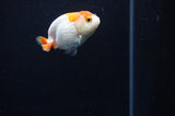 Baby Ranchu  Red White 2.5 Inch (ID#318R9c-26) Free2Day SHIPPING