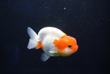 Juvenile Lionchu  Red White 3.5 Inch (ID#1025R11a-29) Free2Day SHIPPING