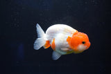 Juvenile Lionchu  Red White 3.5 Inch (ID#1025R11a-29) Free2Day SHIPPING