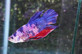 Giant Nemo Koi Galaxy  Plakat Male Betta (ID#801-M200) Free2Day SHIPPING