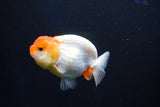 Juvenile Lionchu  Red White 3.5 Inch (ID#1025R11a-29) Free2Day SHIPPING