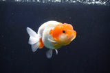 Juvenile Lionchu  Red White 3.5 Inch (ID#1025R11a-29) Free2Day SHIPPING